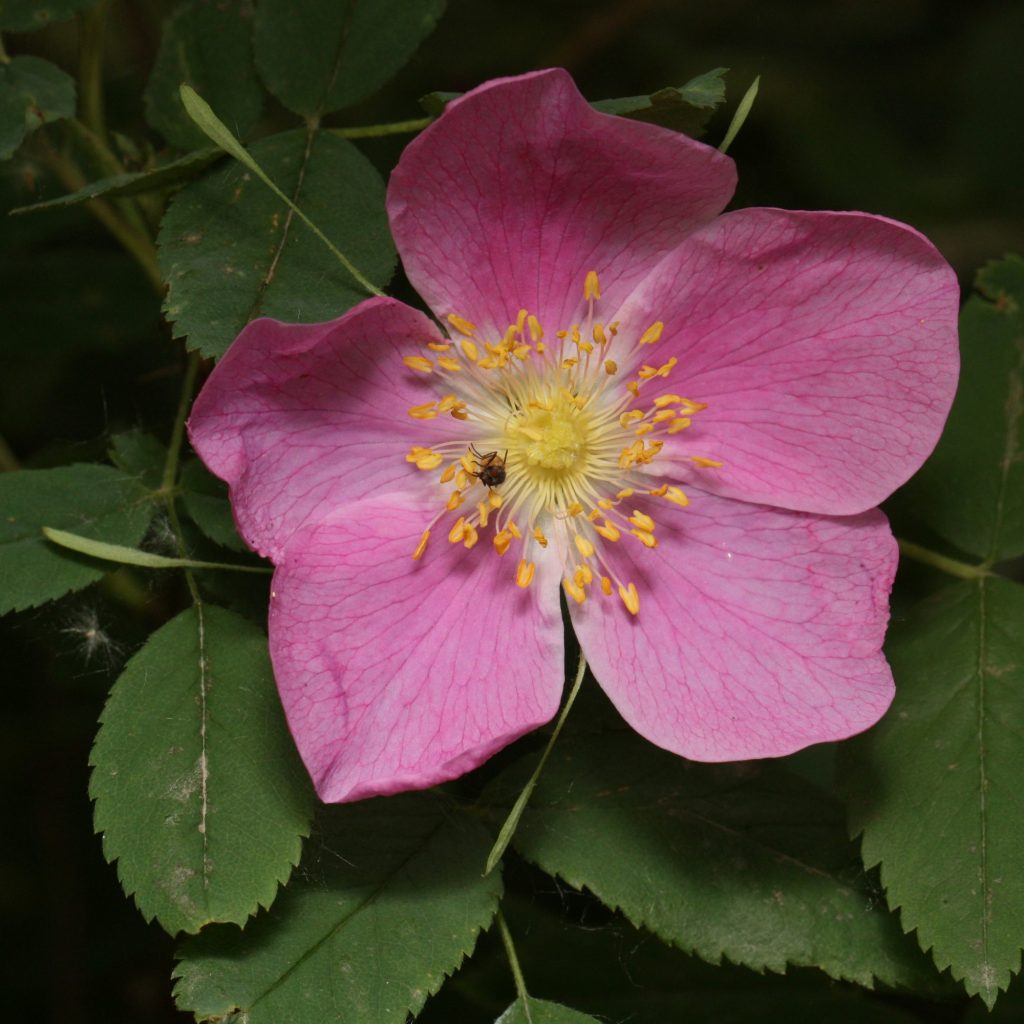 ROSA BOTANICA acicularis nipponiensi