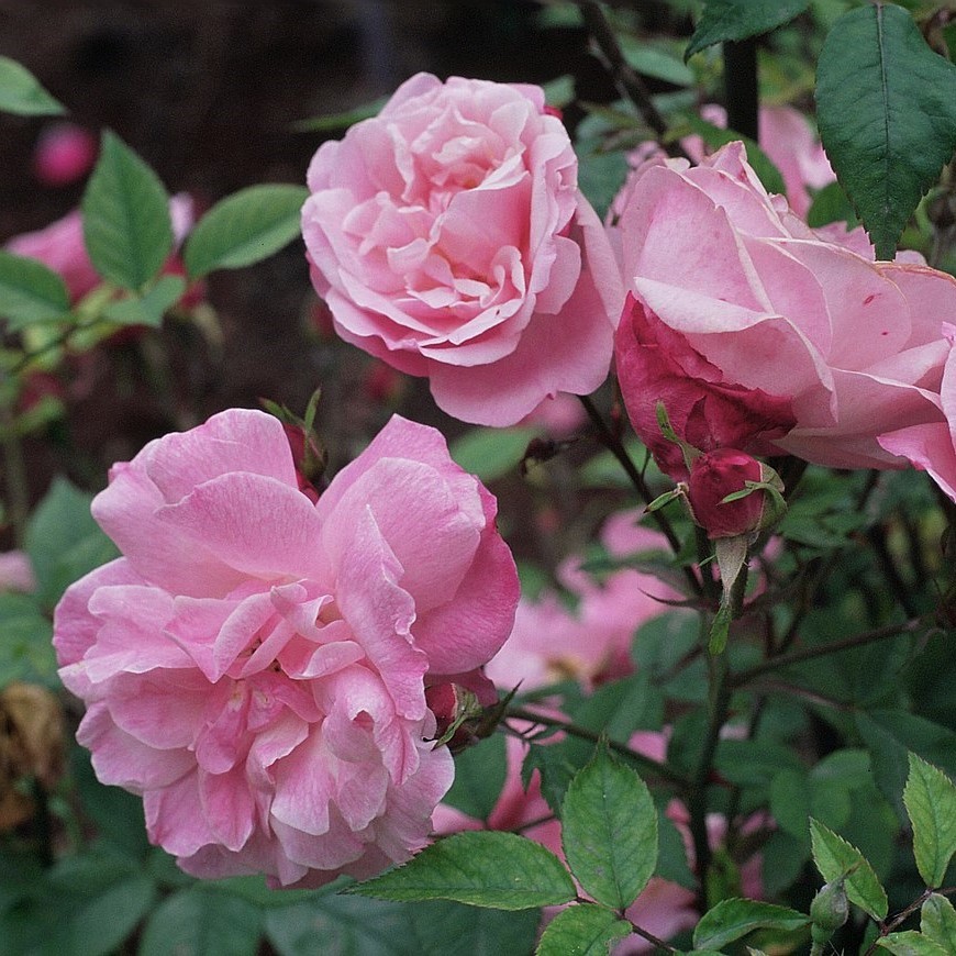 ROSA CHINESIS Old Brush